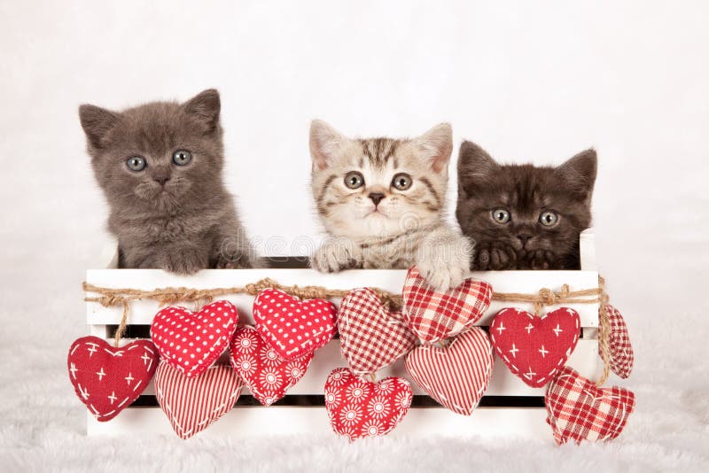 Three Valentine kittens sitting inside a white container decorated with fabric hearts