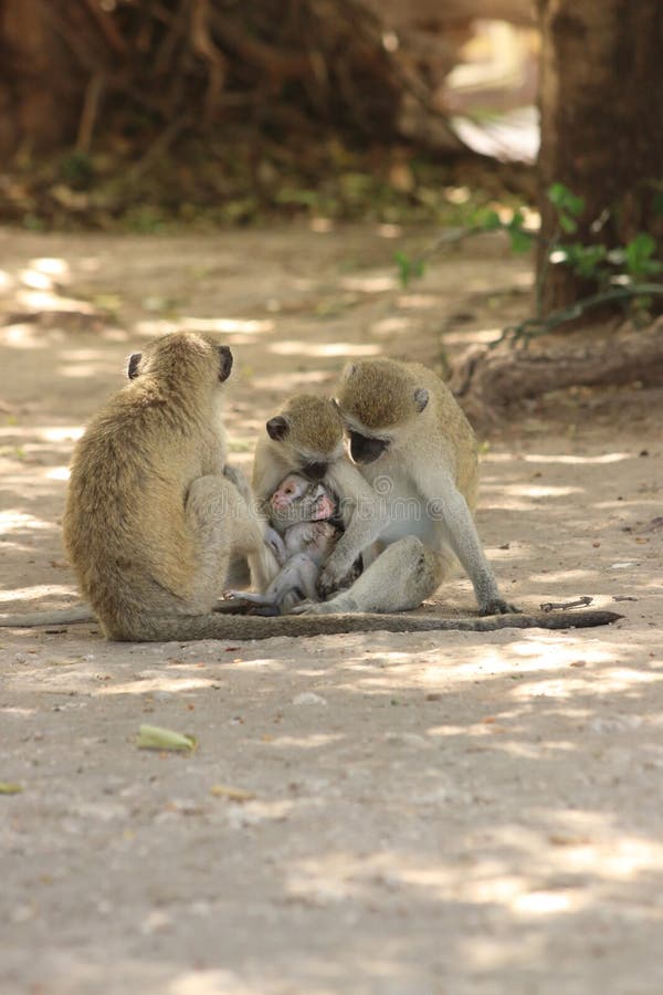 Three vervet monkey`s holding a baby stock photo Three vervet monkey`s holding a baby stock photo