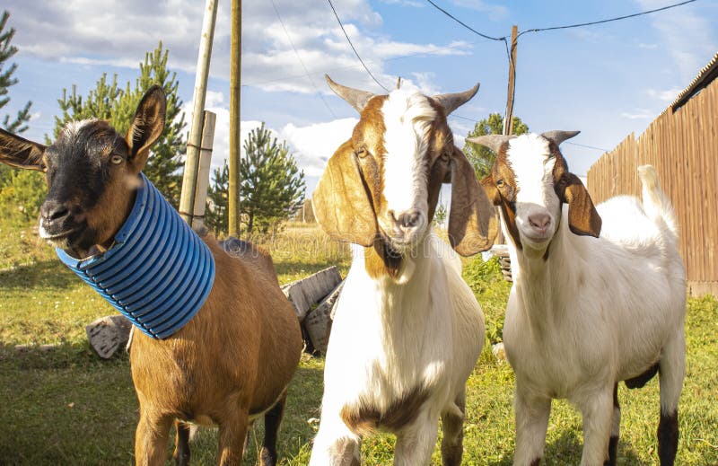 Goats Stand on Vertical Wall of the House. Harar. Ethiopia. Stock Image