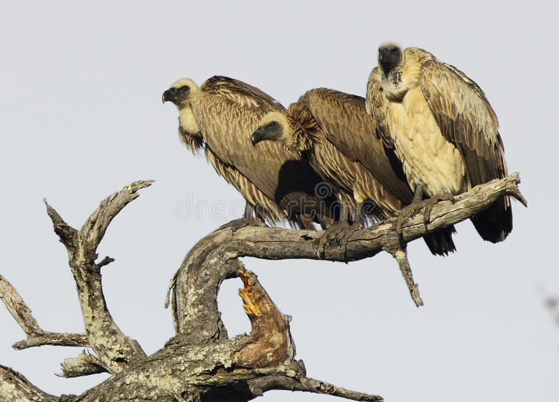 Three Vultures on a tree