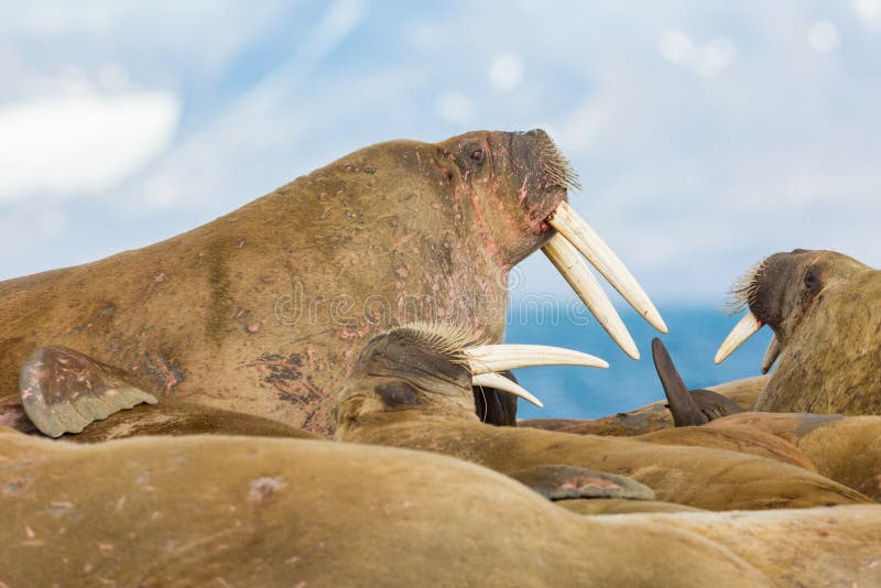 Three walruses odobenus rosmarus with tusks lying on ground, b stock image