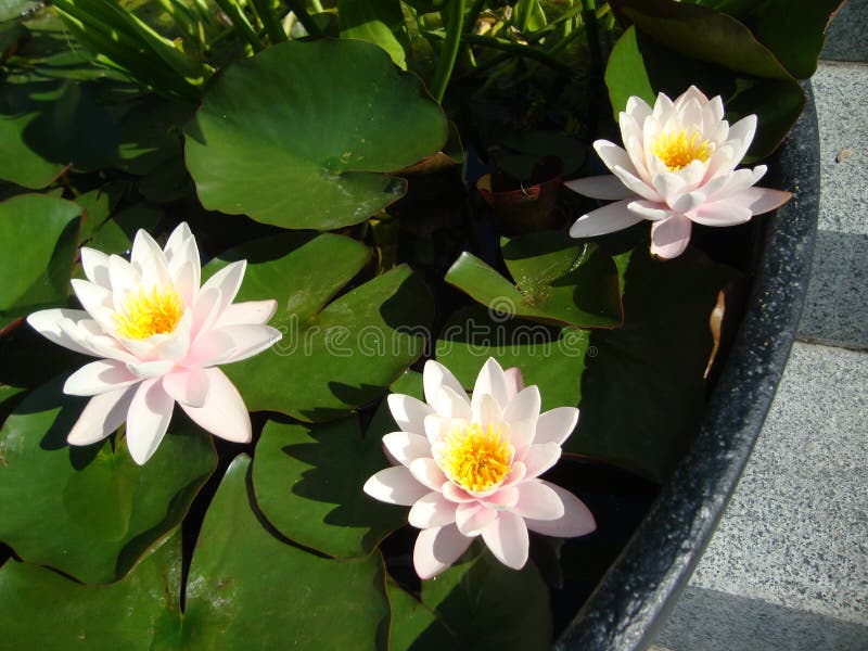 Three Water Lilies in a Floor Vase Stock Image Image of vase, flower