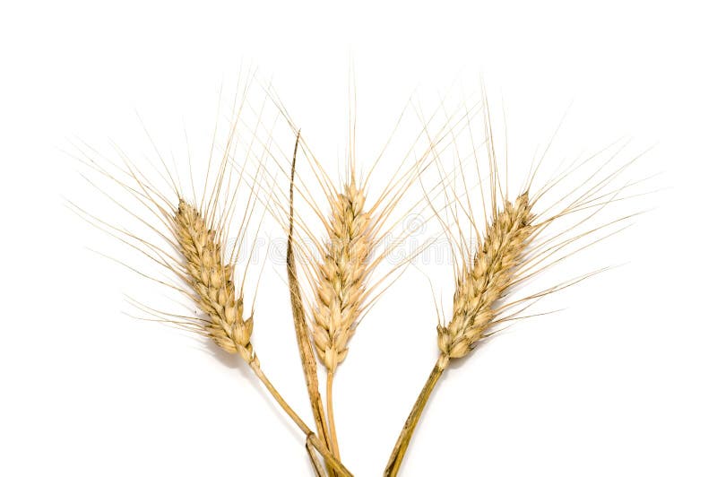 Three wheat spikes