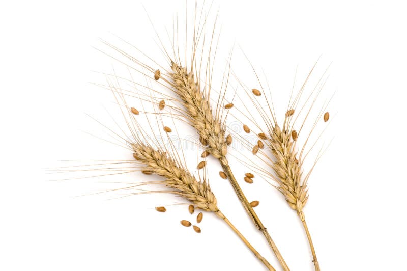 Three wheat spikes with seeds