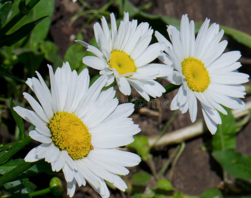 Three large white daisies stock image. Image of grow 35201905