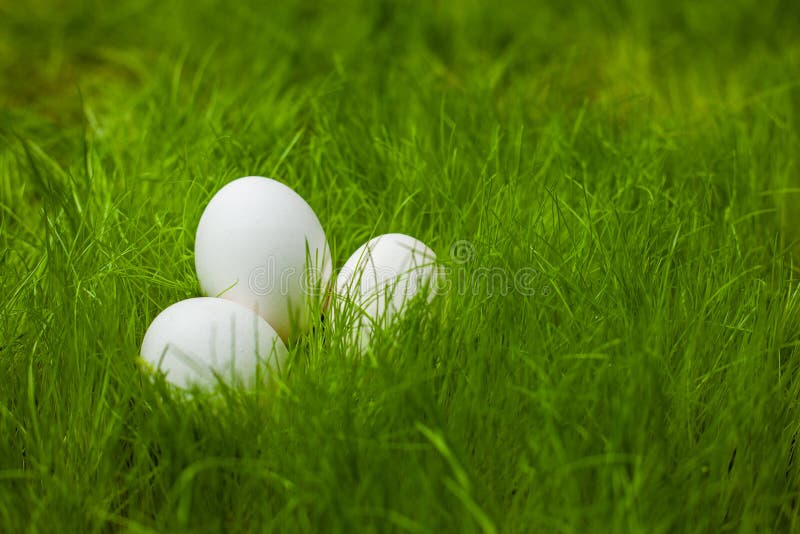 Three White Easter Eggs on the Lawn Stock Photo Image of background