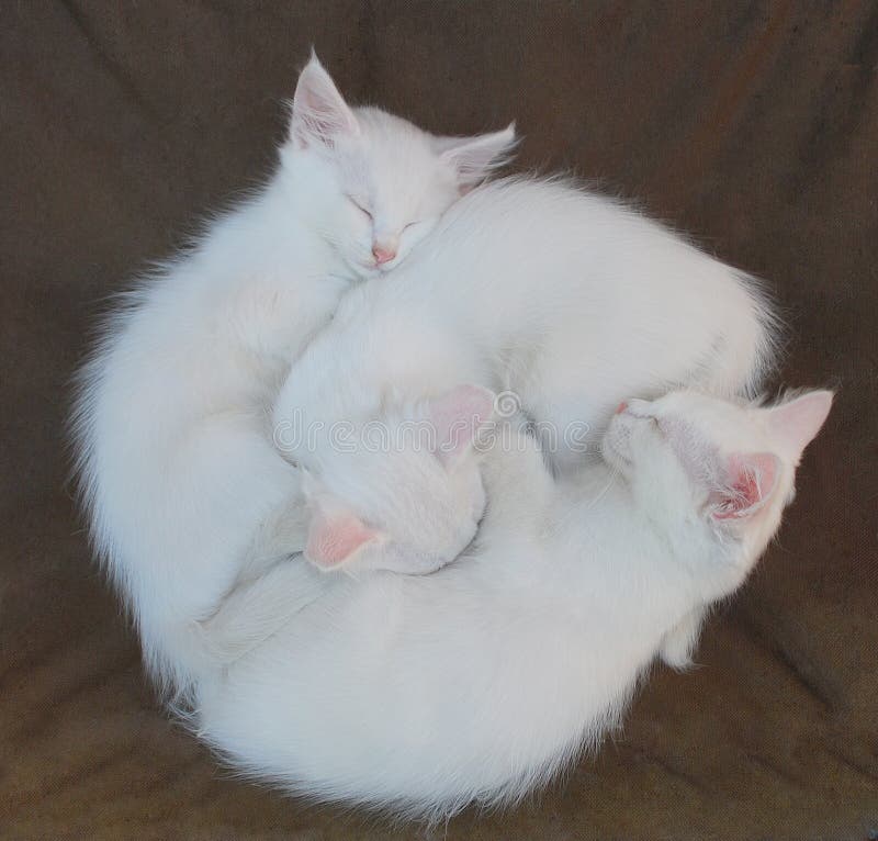 Tres ocho una semana viejo blanco gatitos atrás tranquilamente sobre el marrón sillas.