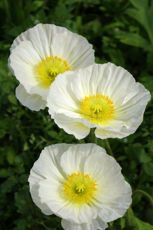 Three white Poppy flowers stock photo. Image of blossoming - 39854494