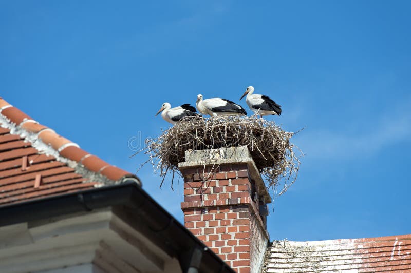 Three White storks (Ciconia ciconia) at the nest on a chimney, Rust, Burgenland, Austria