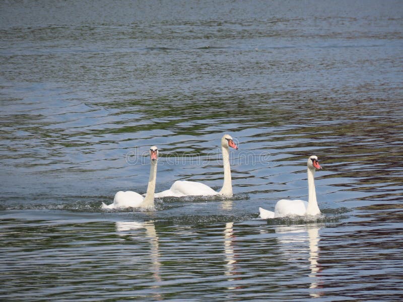 three wild swans three wild swans