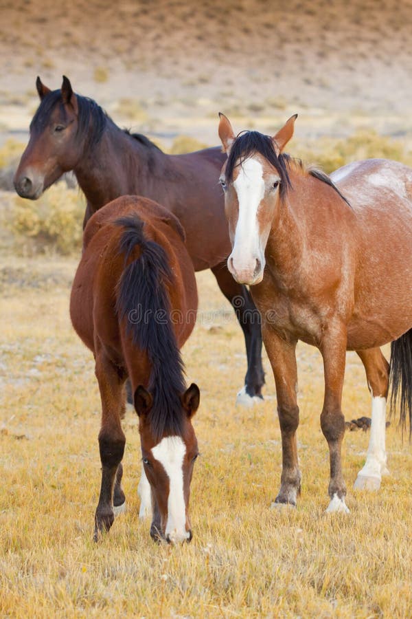 Three Wild Horses