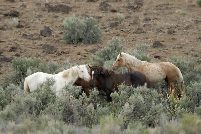 Three wild horses in sage stock photo. Image of desert 2337902