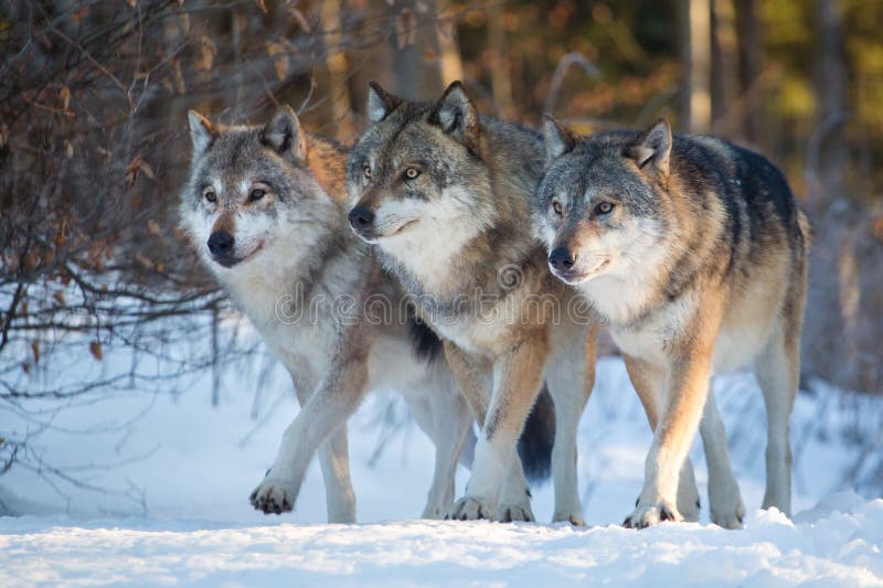 Three wolves walking side by side in winter forest