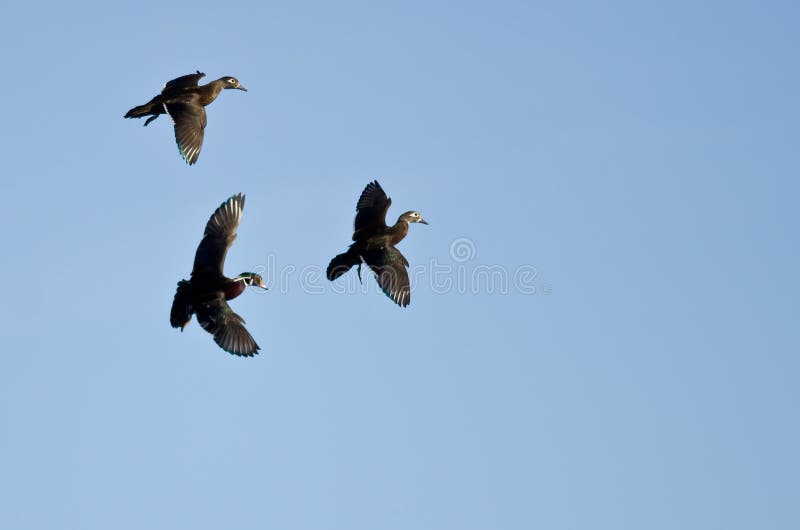 Three Wood Ducks Flying in a Blue Sky Stock Photo Image of flying