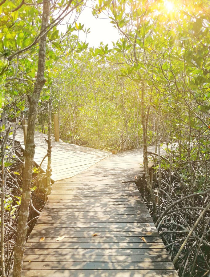 Three Wooden Pathway In The Mangrove Forest During The Day Time Stock