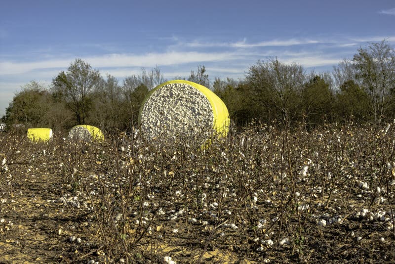 Three Wrapped Cotton Bales in Field Stock Image Image of trade