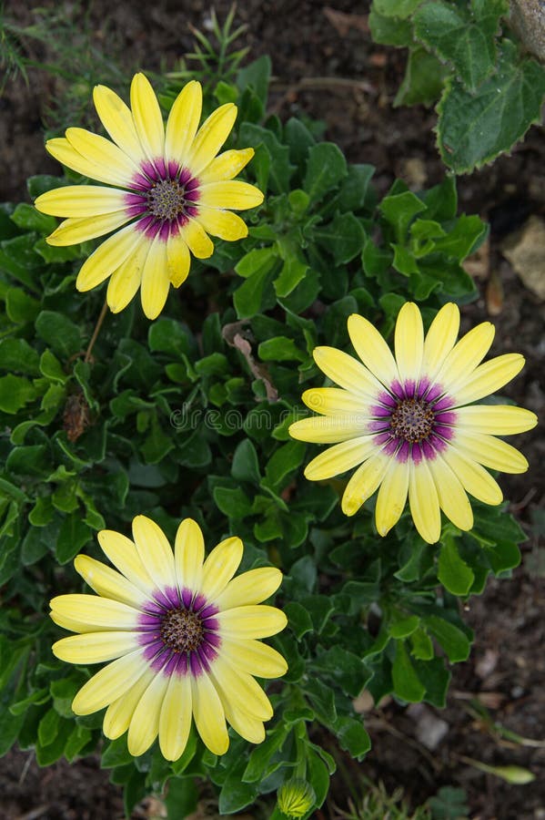 Three Yellow African Daisies (Osteospermum) Stock Image Image of
