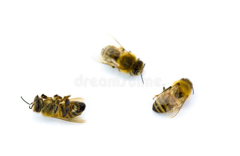 Three Yellow and Black Bees Stock Photo Image of insects, detail 9470126