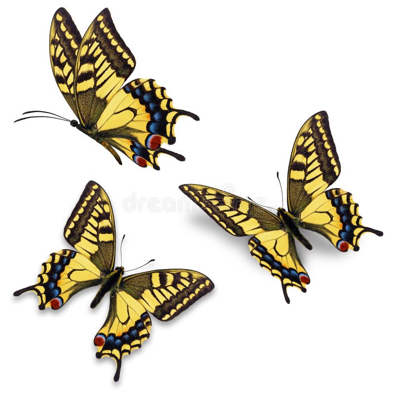 Three yellow butterfly stock illustration