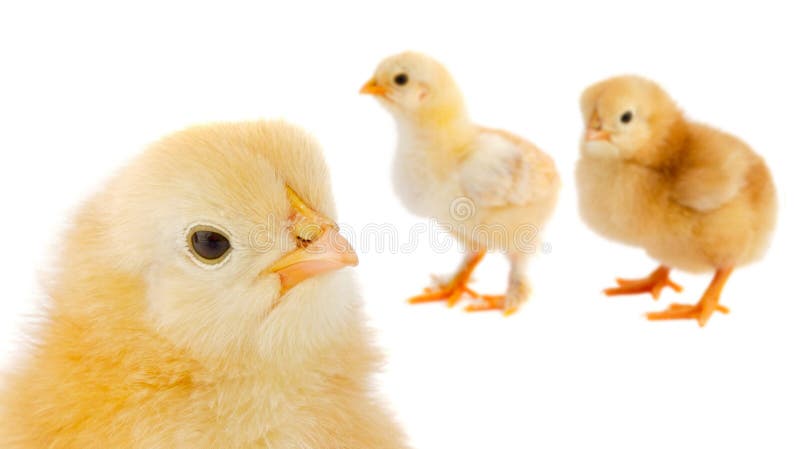 Three yellow chickens royalty free stock photo