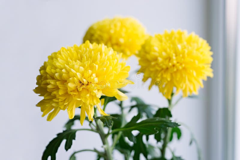 Three Yellow Chrysanthemums Stock Image Image of botanical, aroma