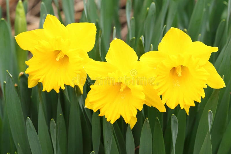 Three yellow daffodils, Narcissus  in garden Springtime upstate rural New York. Three yellow daffodils, Narcissus  in garden Springtime upstate rural New York