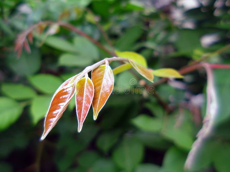 Three yellow leaf royalty free stock image Three yellow leaf royalty free stock image