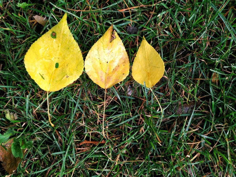 Three yellow leaves from the tree lie on the green grass, on the ground. The leaves are different in size, are in a row. stock image