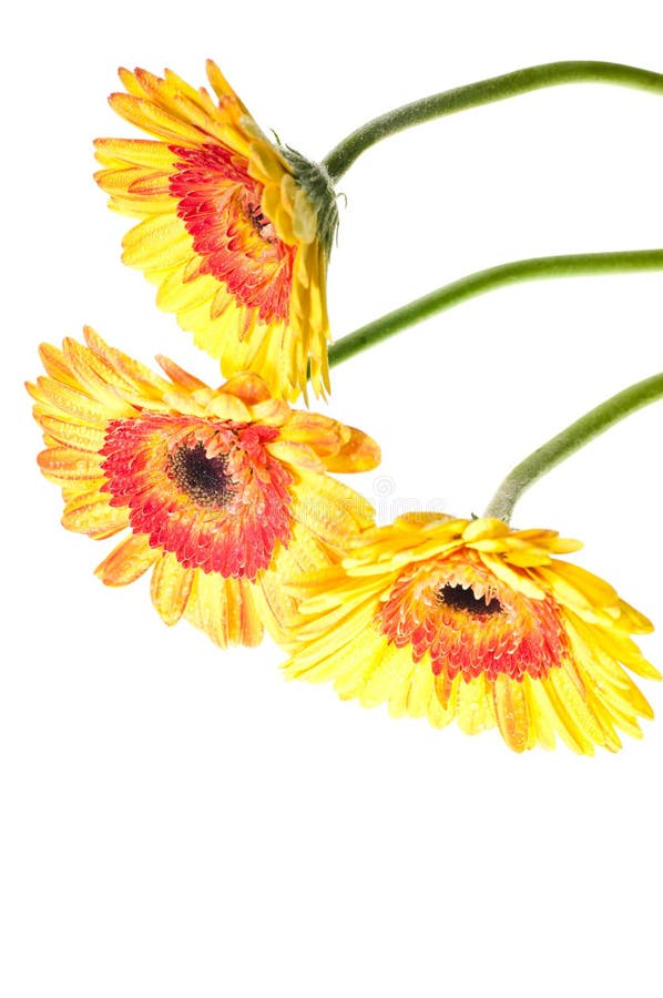 Three Yellow Orange Gerbera Flower Stock Image Image of isolated