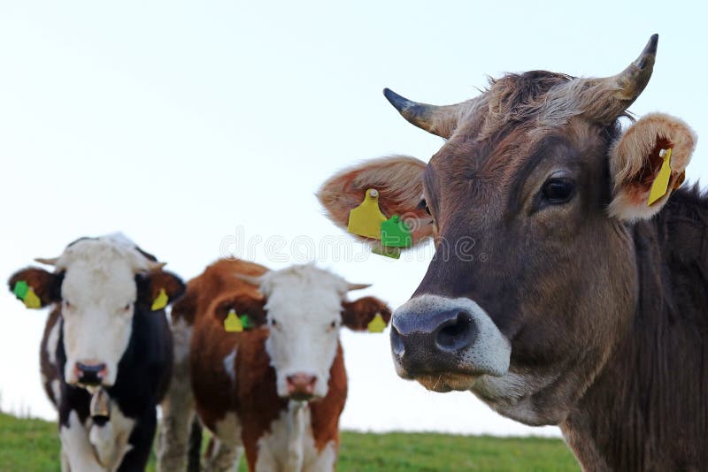 Three Young Dairy Cows with Horns on a Pasture Stock Photo Image of