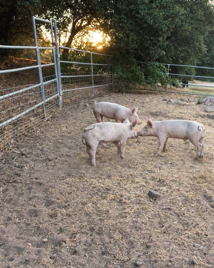 Three young pink dirty domestic pig siblings w cute curly tails, facing each other noses touching, sunset lighting