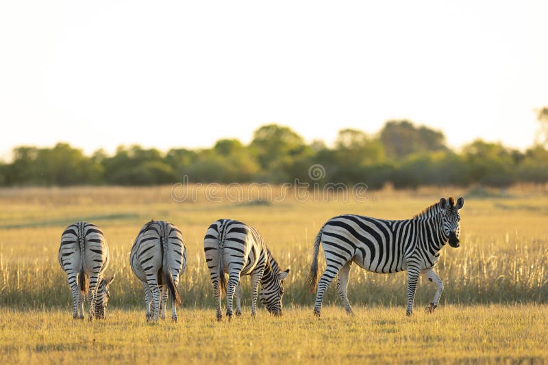 Three zebra`s bottoms standing in line grazing in sunset light in Moremi Botswana