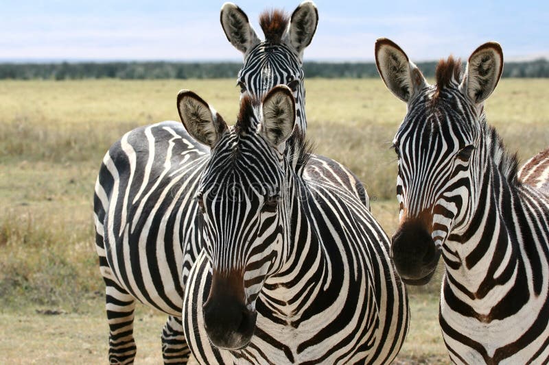 Three zebras