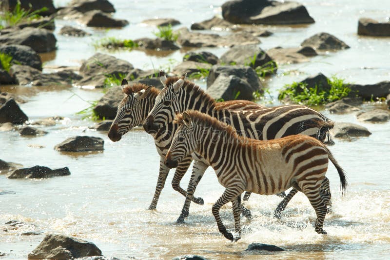 Three zebras (African Equids)