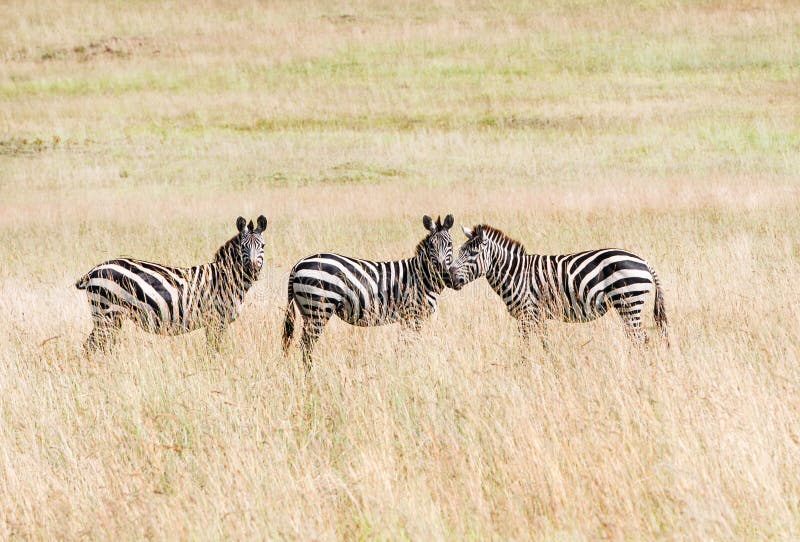 Three zebras in the savannah stock photos Three zebras in the savannah stock photos