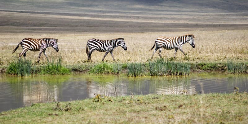 Three Zebras wandering next to the water stream in the Ngorongoro Crater Area, Serengeti National Park, Tanzania, Africa