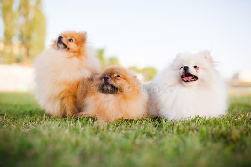 1 780 Pomeranian Puppies Photos Free Royalty Free Stock Photos From Dreamstime