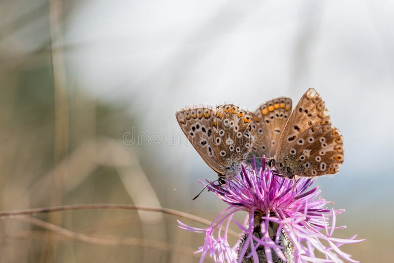 Threesome The Adonis blue (Polyommatus bellargus) drinking nectar from a thistle. Threesome The Adonis blue butterflies (Polyommatus bellargus) drinking nectar royalty free stock image Threesome The Adonis blue (Polyommatus bellargus) drinking nectar from a thistle. Threesome The Adonis blue butterflies (Polyommatus bellargus) drinking nectar royalty free stock image