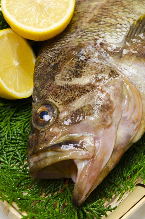Threestripe rockfish stock photo. Image of dinner, eating 23212346