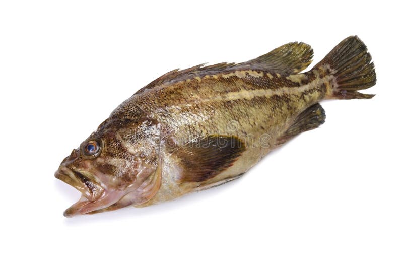Threestripe rockfish stock photo. Image of dinner, eating 23212346