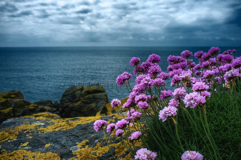 Thrift on a clifftop stock image. Image of lichen, cornwall 41051143