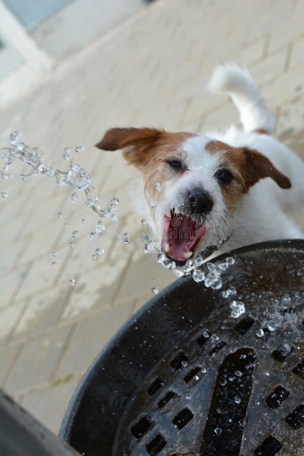THRISTY JACK RUSSELL DOG DRINKING WATER on SUMMER Stock Photo - Image of  motion, summer: 121872678