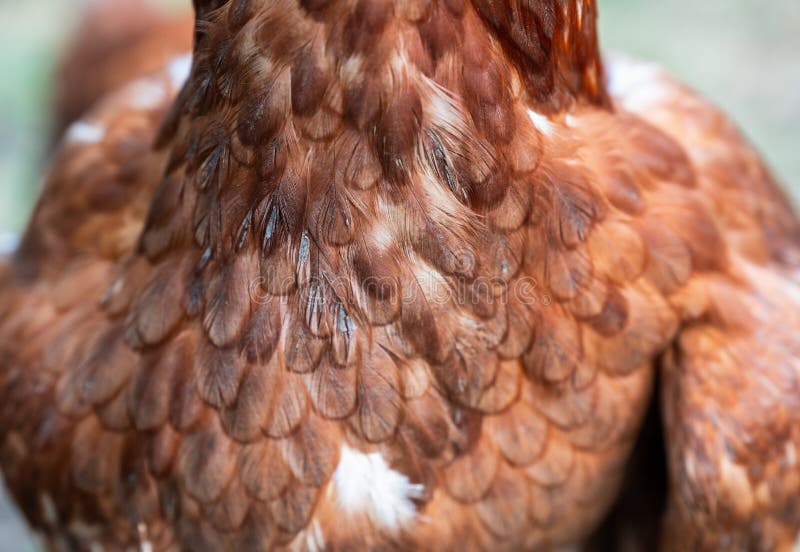 Chicken throat stock photo. Image of internal, animal 31223738
