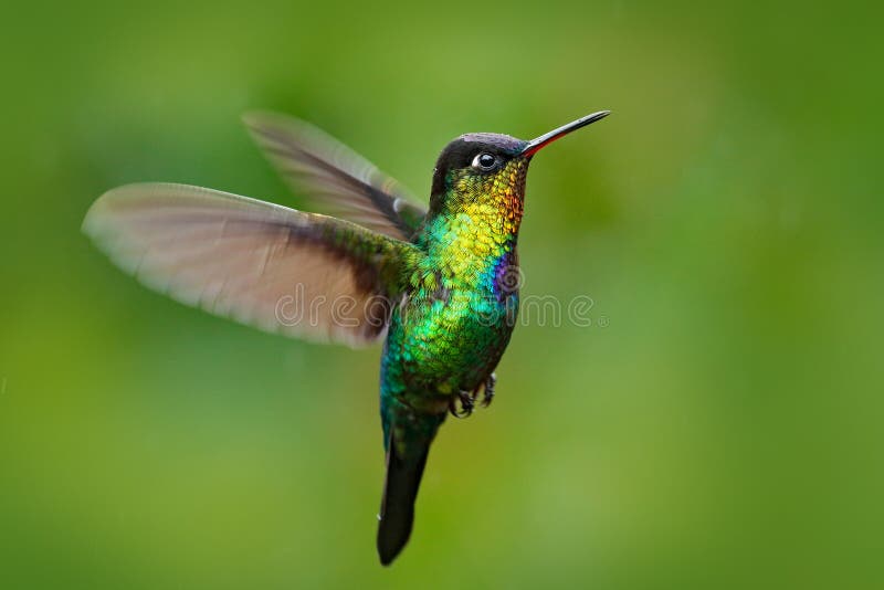 Throated Hummingbird, Panterpe insignis, błyszczący colour ptak w komarnicie Przyroda lota akci scena od zwrotników lasowych Czer fotografia royalty free Throated Hummingbird, Panterpe insignis, błyszczący colour ptak w komarnicie Przyroda lota akci scena od zwrotników lasowych Czer fotografia royalty free