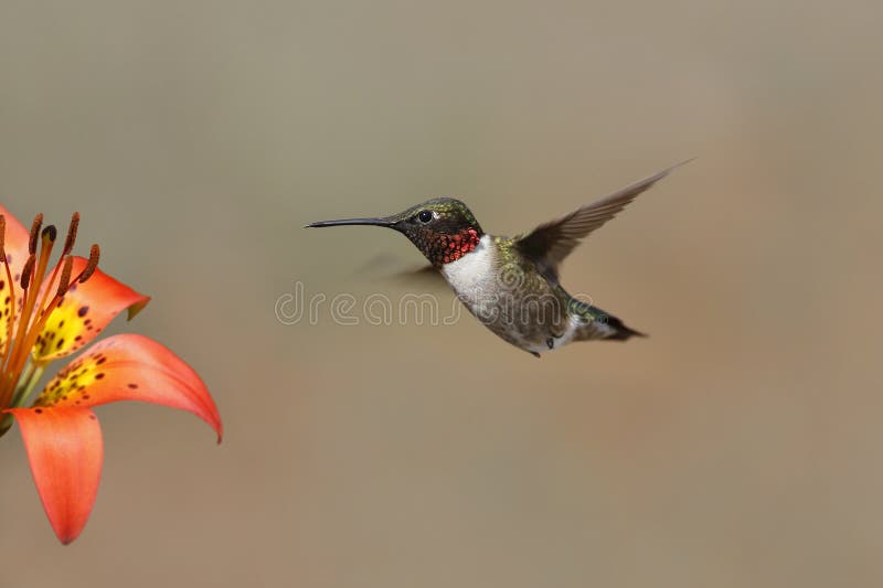 Ruby-throated Hummingbird (Archilochus colubris) hovering next to a wood lily - Pinery Provincial Park, Ontario, Canada. Ruby-throated Hummingbird (Archilochus colubris) hovering next to a wood lily - Pinery Provincial Park, Ontario, Canada