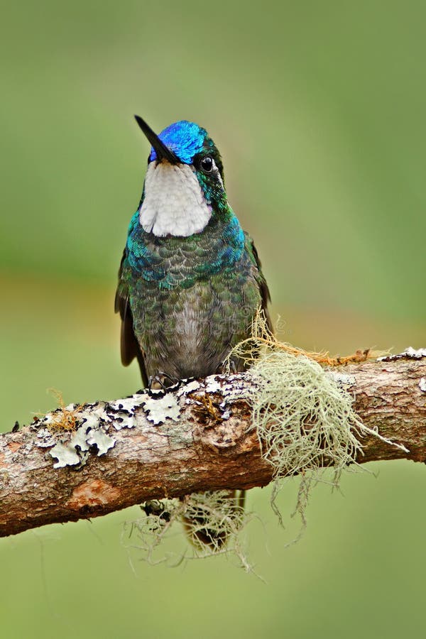 White-throated Mountain-gem, Lampornis castaneoventris, humminbird from Costa Rica. White-throated Mountain-gem, Lampornis castaneoventris, humminbird from Costa Rica.