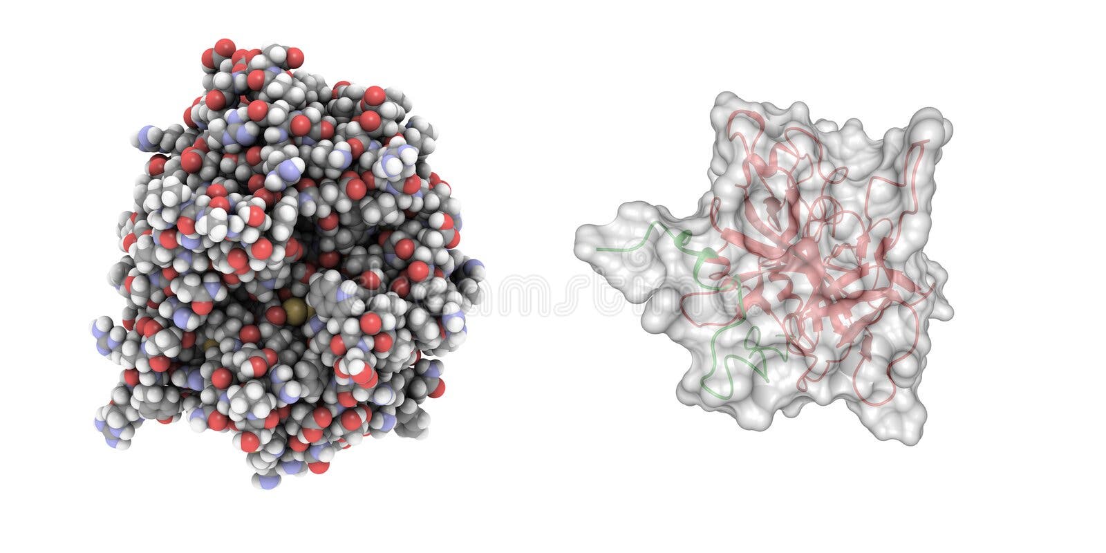 Thrombin structure royalty free illustration