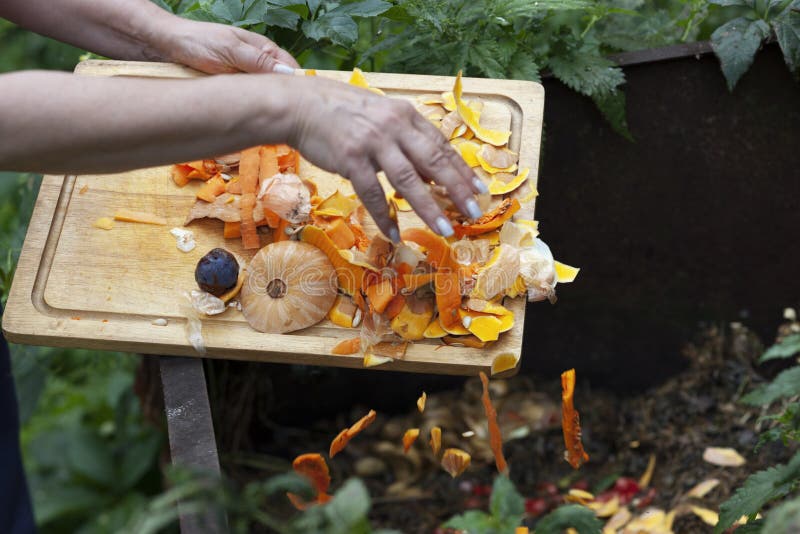 Throwing Vegetables in Compost Stock Image Image of throw, garbage