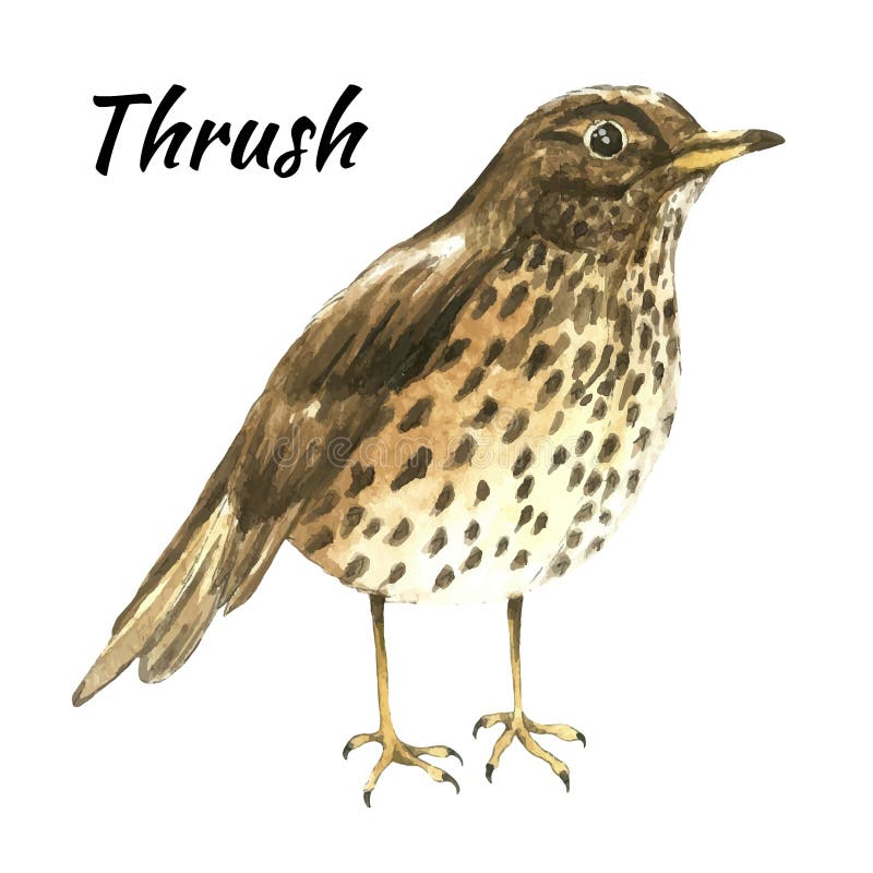 Thrush Stock Illustrations – 1,296 Thrush Stock Illustrations, Vectors