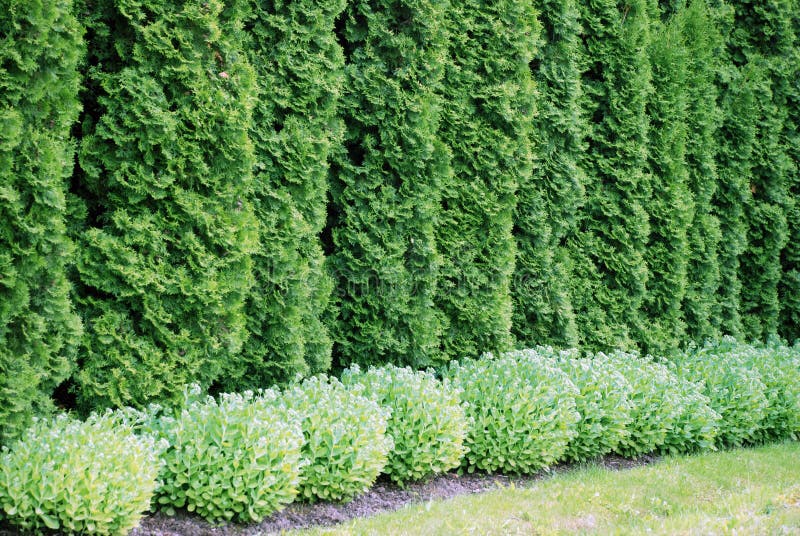 Thuja imagem de stock royalty free Thuja imagem de stock royalty free